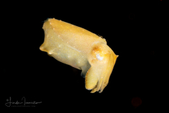 Cuttlefish - Sepiidae Family