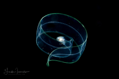 Eel Larva - Leptocephalus Stage