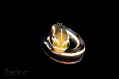 Fangblenny - Striped - Meiacanthus grammistes