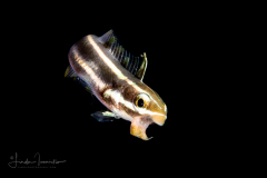 Fangblenny - Striped - Meiacanthus grammistes