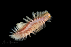 Fire Worm - Amphinomidae Family - Notopygos species ?