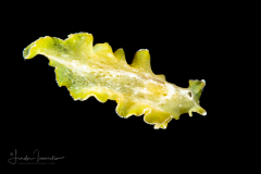Flatworm - Pseudobiceros kryptos
