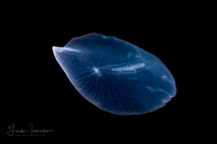 Flatworm Larva
