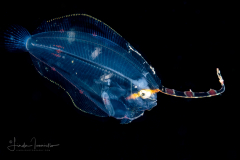 Flounder Larva