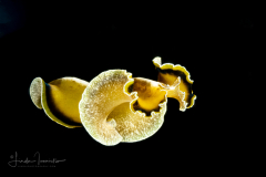 Flowers' Flatworm - Pseudobiceros flowersi