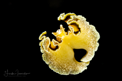 Flowers' Flatworm - Pseudobiceros flowersi