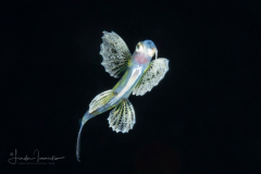Flyingfish - Exocoetidae Family