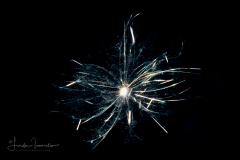 Foraminifera - Family Globigerinidae - Globigerina species