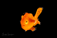 Frogfish - Antennariidae Family