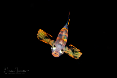 Goby - Gobiidae Family