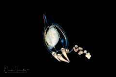 Hydromedusa - Anthoathecata - Corymorpha bigelowi