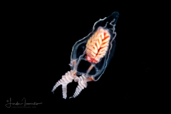 Hydromedusa - Leuckartiara gardineri