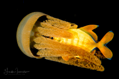 Jellyfish - Thysanostoma thysanura - and a jJuvenile Golden Trly - Gnathanodon speciosus