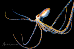 Long-Armed Octopus - Macrotritopus sp.