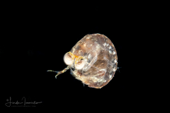 Mantis Shrimp Larva - Stomatopoda Order