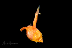 Mollusk