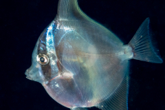 Moorish idol - Juvenile - Zanclus cornutus
