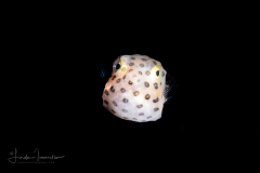 Nasal Boxfish Juvenile - Rhynchostracion nasus  ?