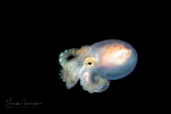 Octopus - Octopodidae Family - Tiny