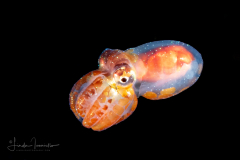 Octopus - Octopodidae Family - Tiny