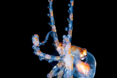 Octopus - Octopodidae Family - possibly Mimic Octopus - Thaumoctopus mimicus