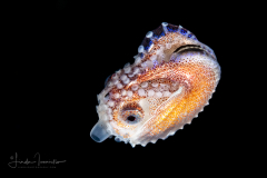Paper Nautilus - Female - Argonaut - Argonautidae Family
