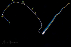 Pearlfish - Carapidae Family