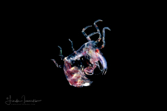 Pelagic Amphipod - Phronimidae - Phronima - Male