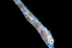 Pipefish - Juvenile - Syngnathidae Family
