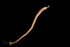 Pipefish - Syngnathidae Family