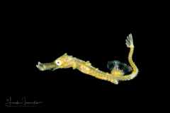 Pipefish - Syngnathidae Family