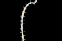 Polychaeta Worm - Possibly Family Poecilochaetidae - Poecilochaetus species - Rare