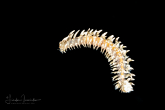 Polychaeta Worm - Possibly  Syllidae Family - Alcyonosyllis species