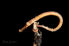 Probably Double-Ended Pipehorse - Syngnathoides biaculeatus
