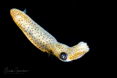Pygmy Squid - Probably Idiosepius pygmaeus