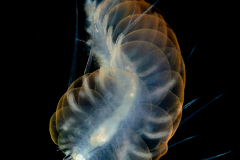 Scale Worm - Polynoidae Family