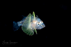 Scorpionfish - Scorpaenidae Family