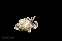 Sea Slug - Cyerce blackburnae