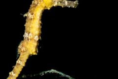 Seahorse - Syngnathidae Family