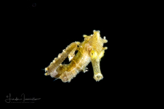 Seahorse - Syngnathidae Family