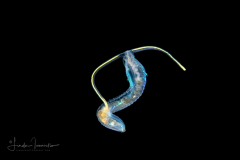 Shovel-Head Worm - Polychaeta