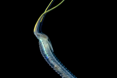 Shovel-Head Worm - Polychaeta