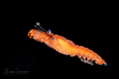 Shrimp