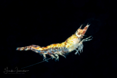 Shrimp