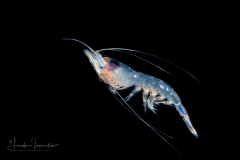 Shrimp