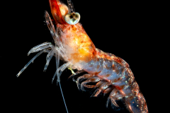 Shrimp