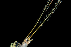Shrimp