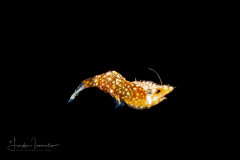 Shrimp - Tiny