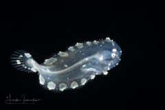 Sole - Soleidae Family