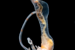 Spaghetti Worm - Terebellidae  Family - Juvenile